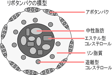 リポタンパク質の内部構造の図示