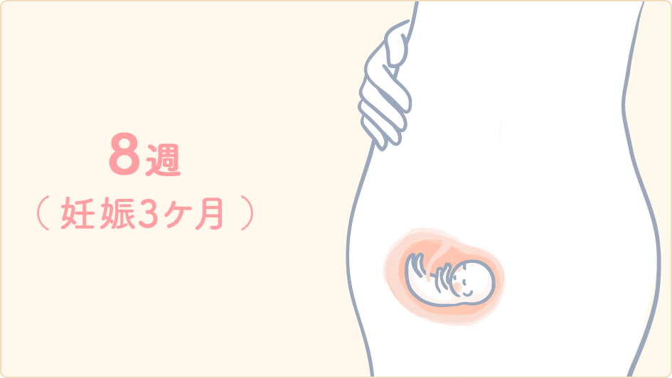 胎児の性別が決まる妊娠8週目を示す図