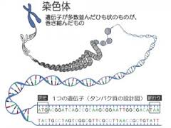 染色体がDNAがとぐろを巻いて折り重なって形成されていることの図示