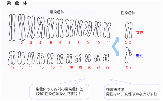 22対の常染色体と2本の性染色体