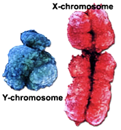X染色体とY染色体の大きさを比較した図