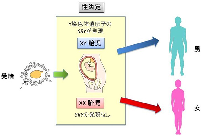 胎児の性分化を決定するX Y遺伝子の説明図