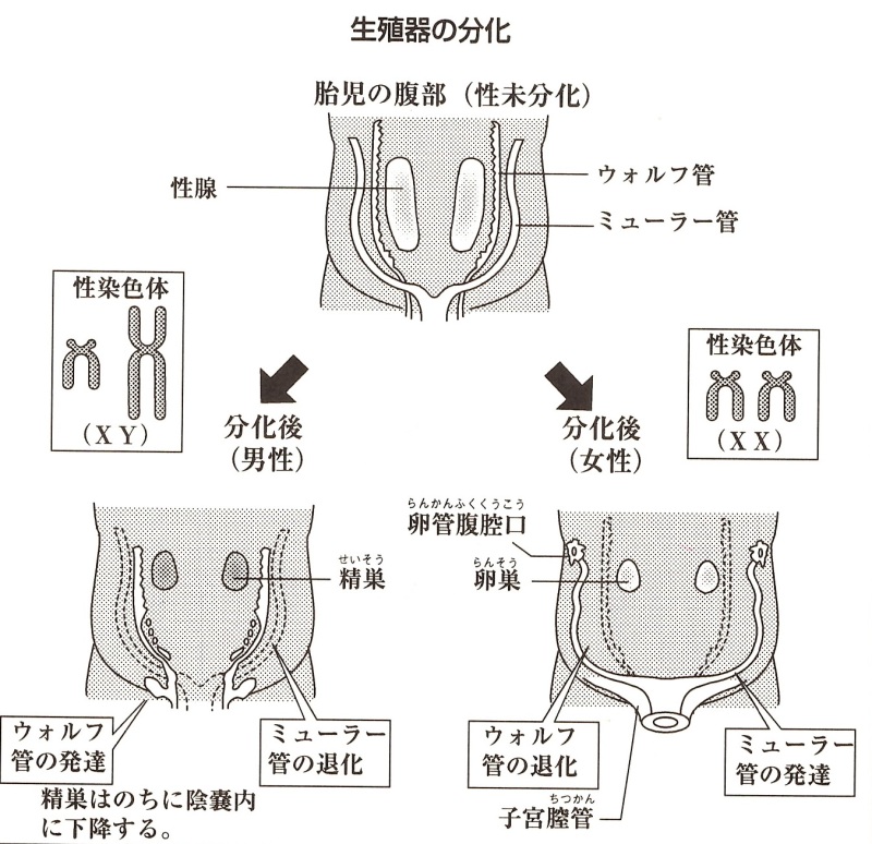 生殖器の分化の説明図