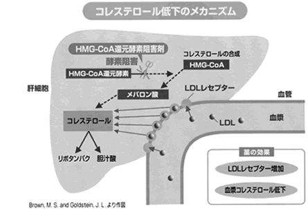 HMG-CoA還元酵素阻害剤の作用機序を示す図