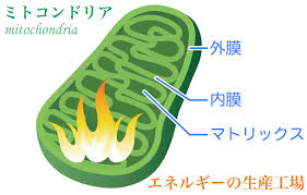 ミトコンドリアの構造