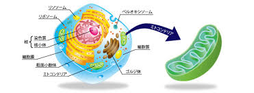 ミトコンドリアは細胞内小器官のひとつとして細胞内に存在することを示した図