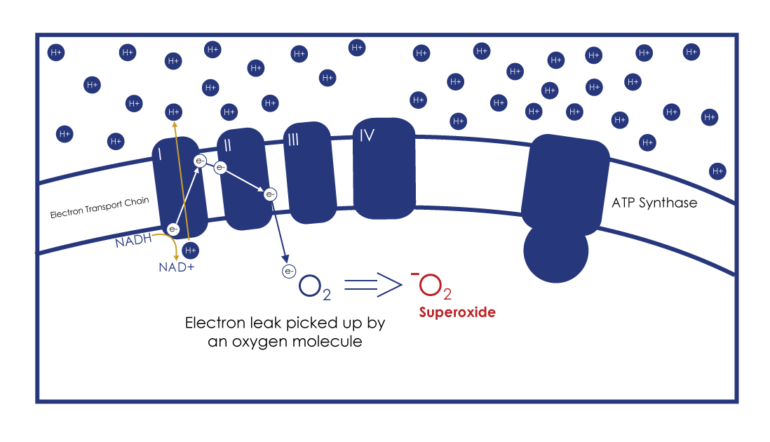 漏れた電子の酸素との不適切な結合を示す図