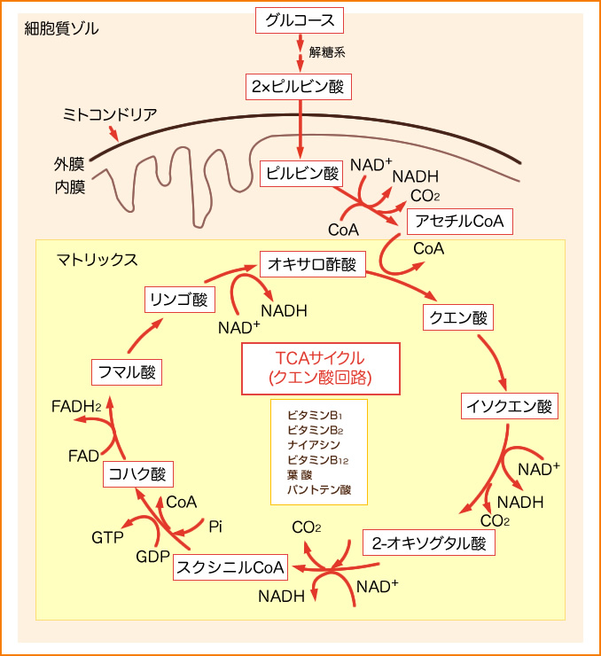 電子伝達体のNADH・FADH2生成にもビタミンB群が関わることを示す図