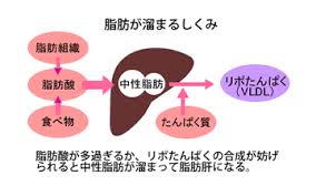 肝内に中性脂肪が貯まる仕組みの解説図
