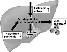 肝臓内での中性脂肪の代謝の図示