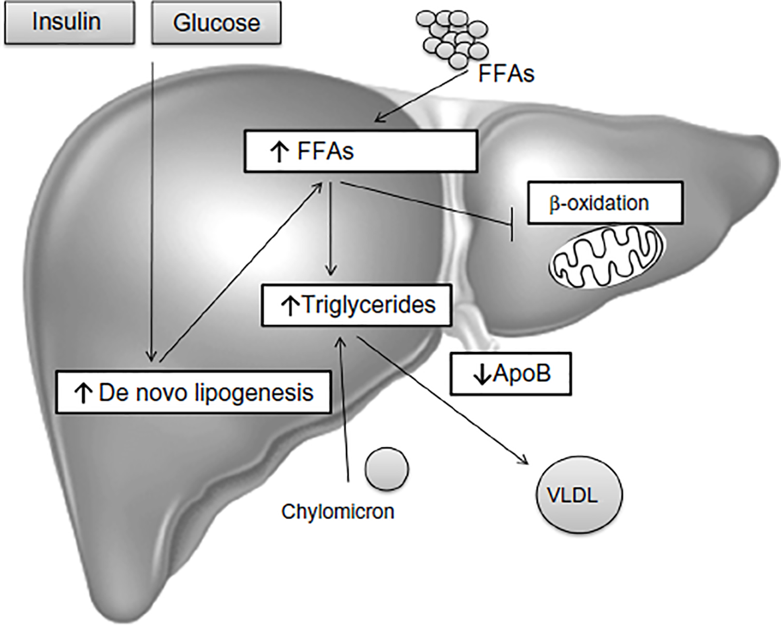 肝内に中性脂肪が貯まる機序の説明図