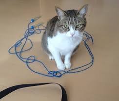 紐やテープで床の上に閉鎖されたワクに入る猫の姿