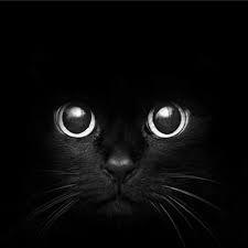 黒猫のヒトミ
