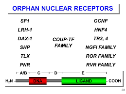 リガンドも機能もわかっていない核内受容体を列記した表