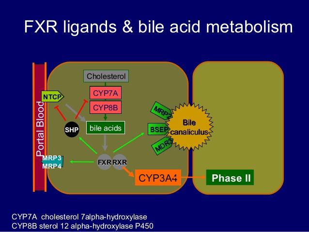 既知の核内受容体のリガンドが代謝に関連する化合物であることを示す図２