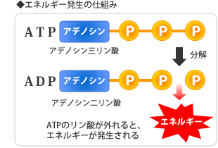 ATPの構成成分であることを示す図