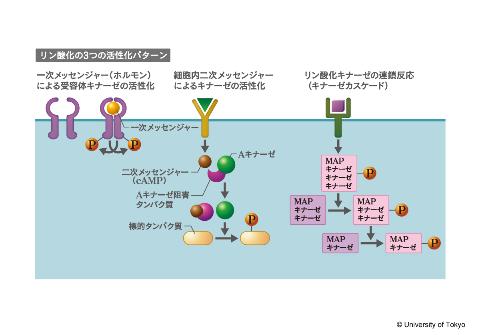 細胞内情報伝達経路の活性化への関与を示す図