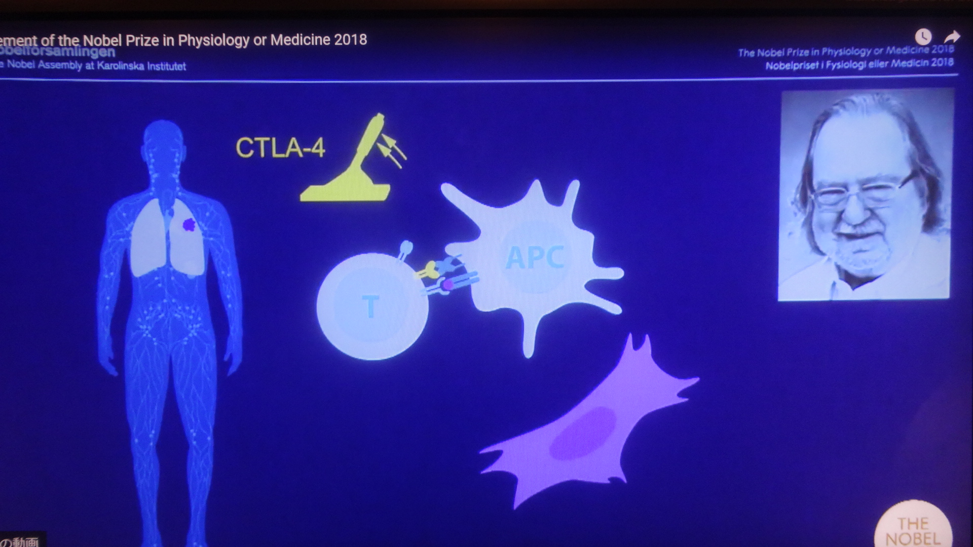 CTLA4について説明した図