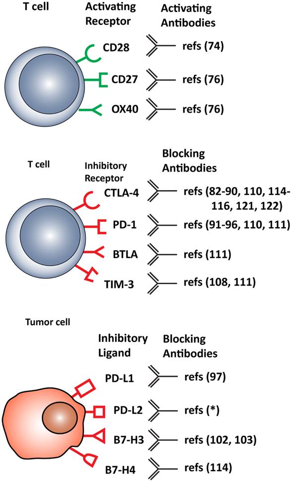 がん細胞　T細胞の補助刺激分子の発現パターンについてまとめた図