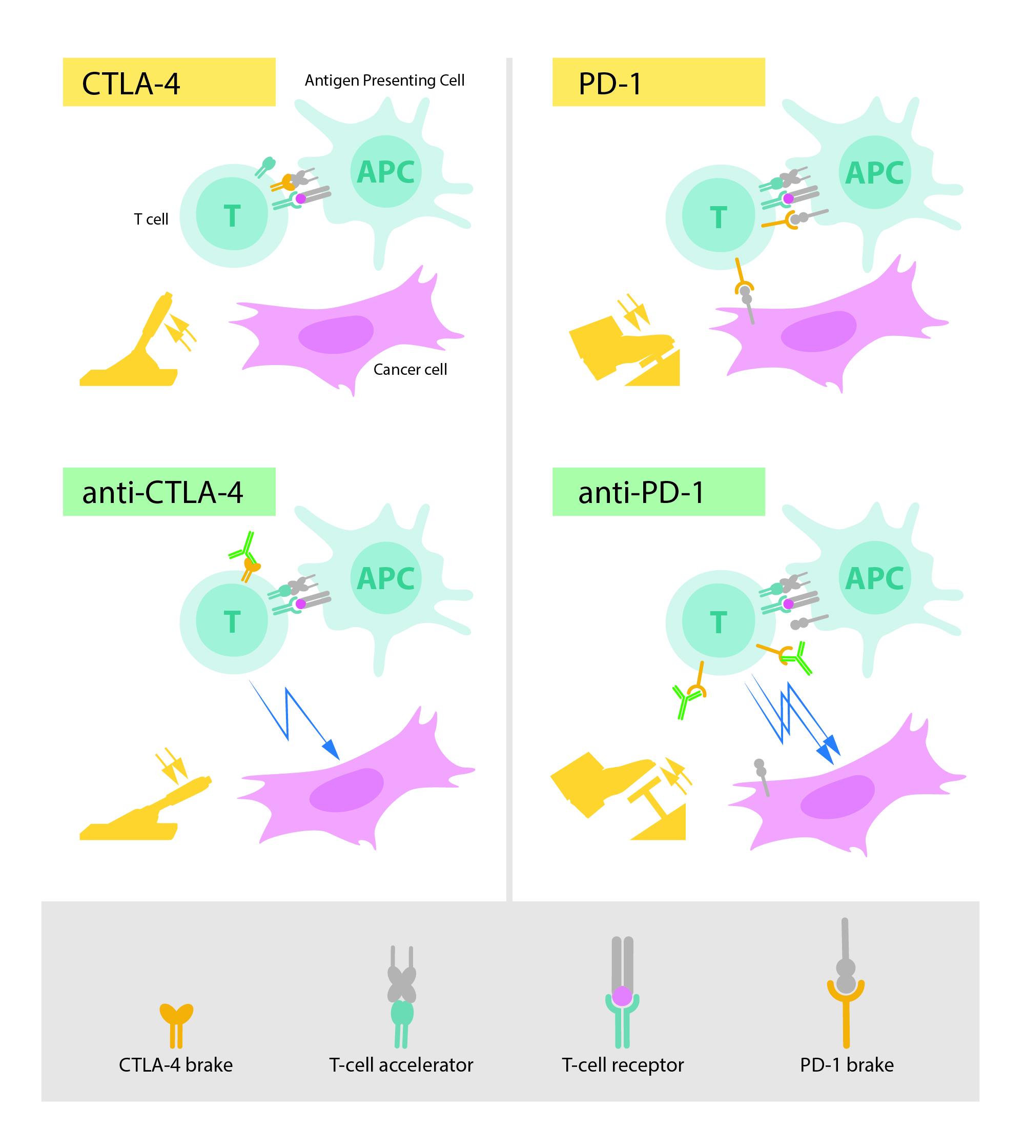 抗PD-1抗体　抗CTLA-4抗体の作用機序を示す図