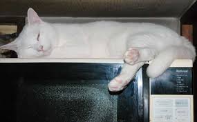 電子レンジの上で寝るネコ