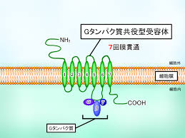 Gタンパク質共役型受容体が細胞膜に存在する状況を示す図