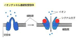 イオンチャネル内蔵型受容体が活性化されて開き　イオンが通過する様子