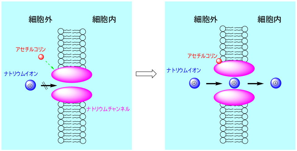 受容体にアセチルコリンが結合することでNaイオンが細胞内に流入していく様子
