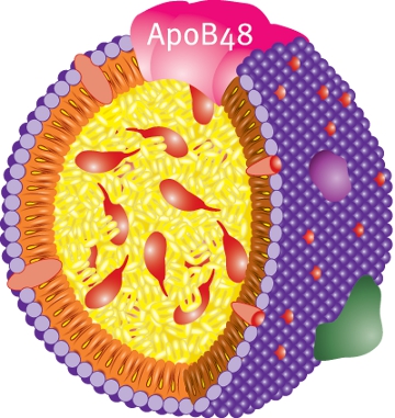 カイロミクロン　カイロミクロンレムナントを構成するApo B-48を示す図