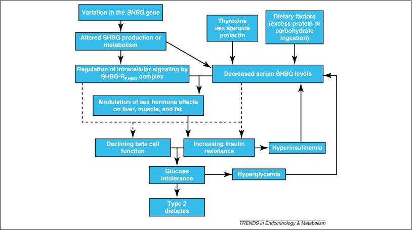 shbgの動態とNAFLDや糖尿病の病態の関連を解説する図