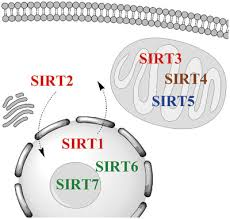 SIRT3～SIRT5のミトコンドリアでの局在を示す図