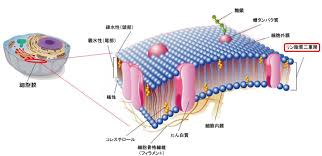 細胞膜の分子モデルの詳解図