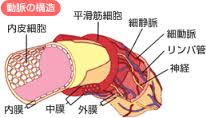 動脈の層構造を示す図