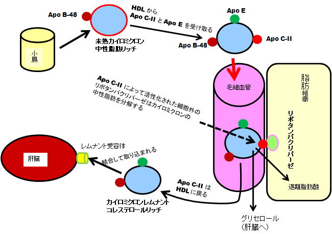 カイロミクロンの代謝を示す図