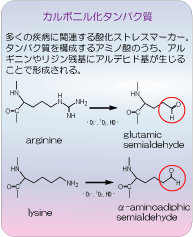 カルボニル化タンパク質の説明図