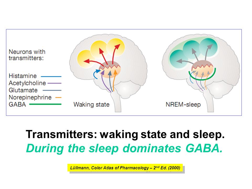 GABA作動性ニューロンがモノアミン系　アセチルコリン系の覚醒誘導システムを強力に抑制することを示す図