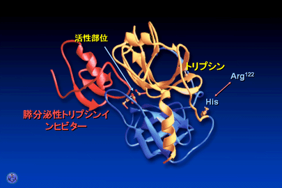 抗トリプシン薬の構造式