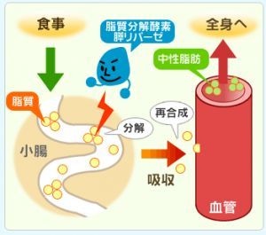 さまざまな栄養素から吸収　分解　再合成された中性脂肪が全身を流れる過程の図示