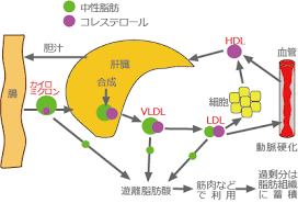 リポタンパク質とコレステロール