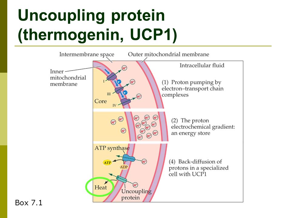 UCP1の解説図