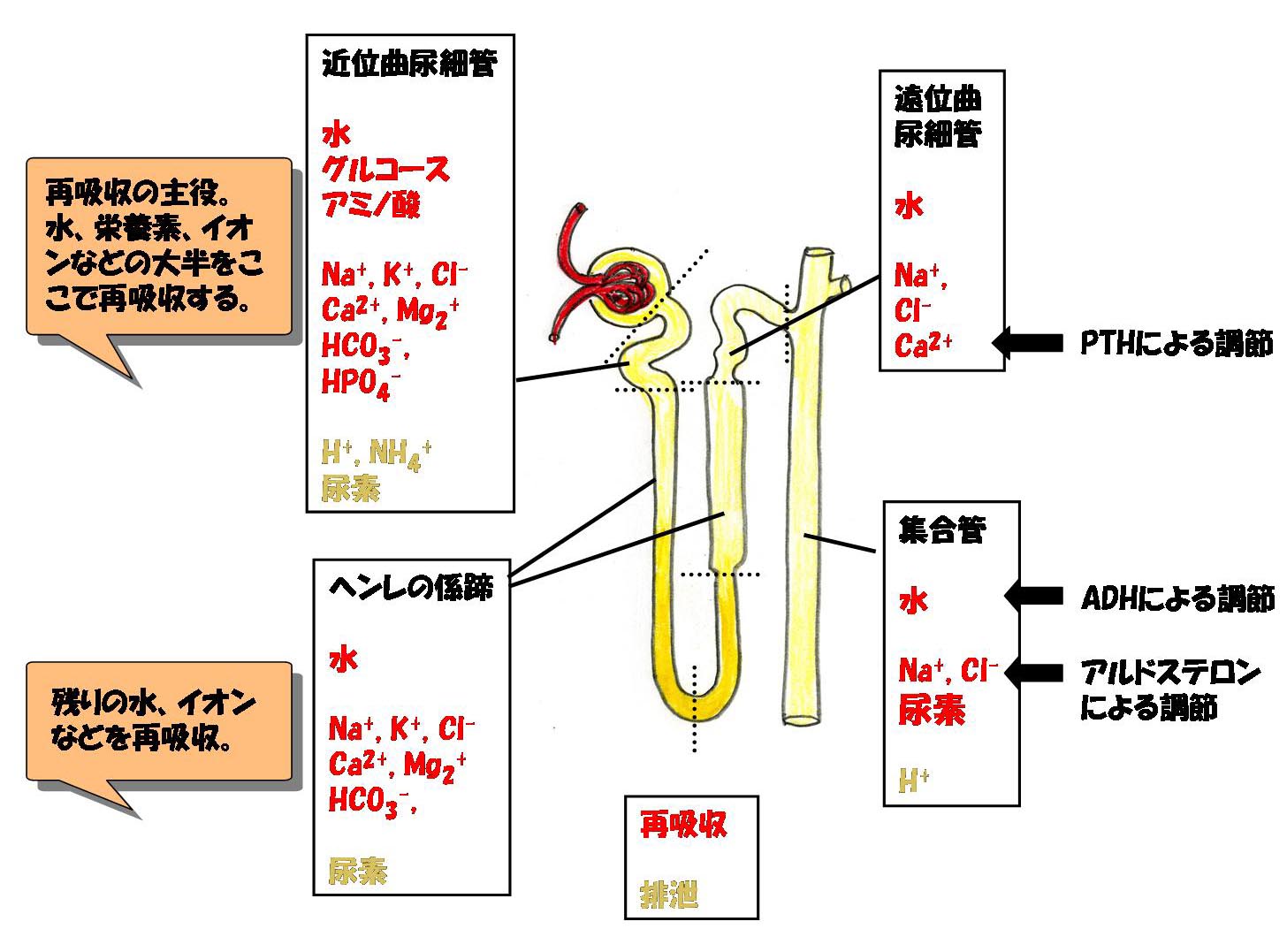 尿細管での再吸収を解説した図