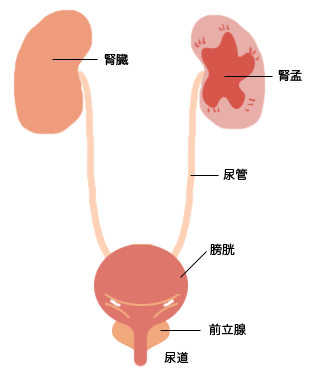 排尿に関わる器官の解剖図