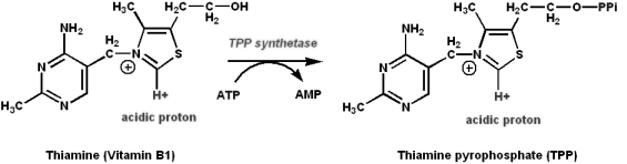 ビタミンB1　活性型のTPPの構造図