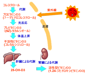 ビタミンDの合成過程を示す図