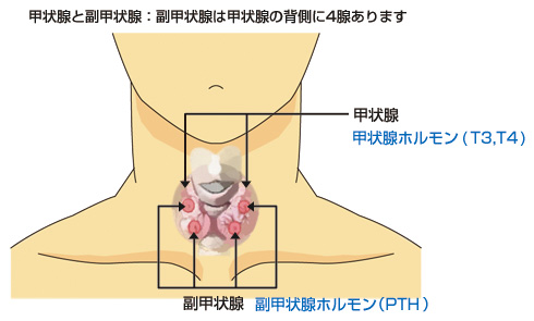 甲状腺　副甲状腺の位置を示す図