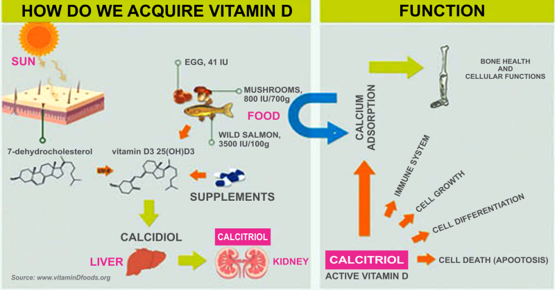 ビタミンDの多様な作用をまとめた図