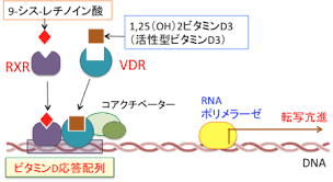 核内受容体のVDRとRXRに結合して転写因子として働くことを示す図