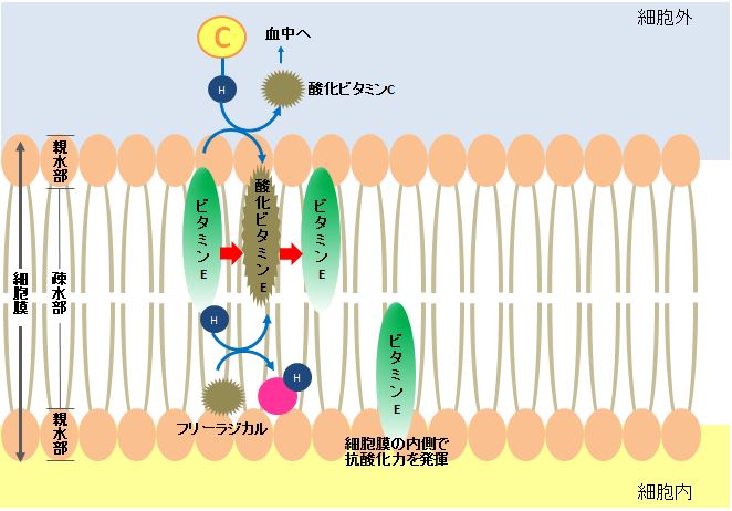 ビタミンEの脂質を酸化から守る作用の機序を説明する図