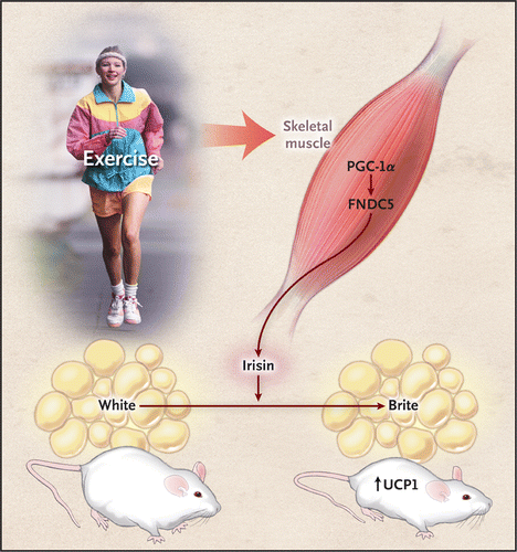 イリシンの脂肪細胞分化促進作用