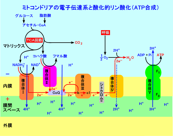 電子伝達系の概略図